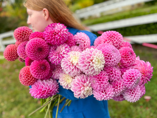 Our Common Sense Dahlia Virus Protocol