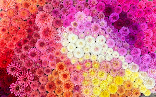 Our Dahlia Faves