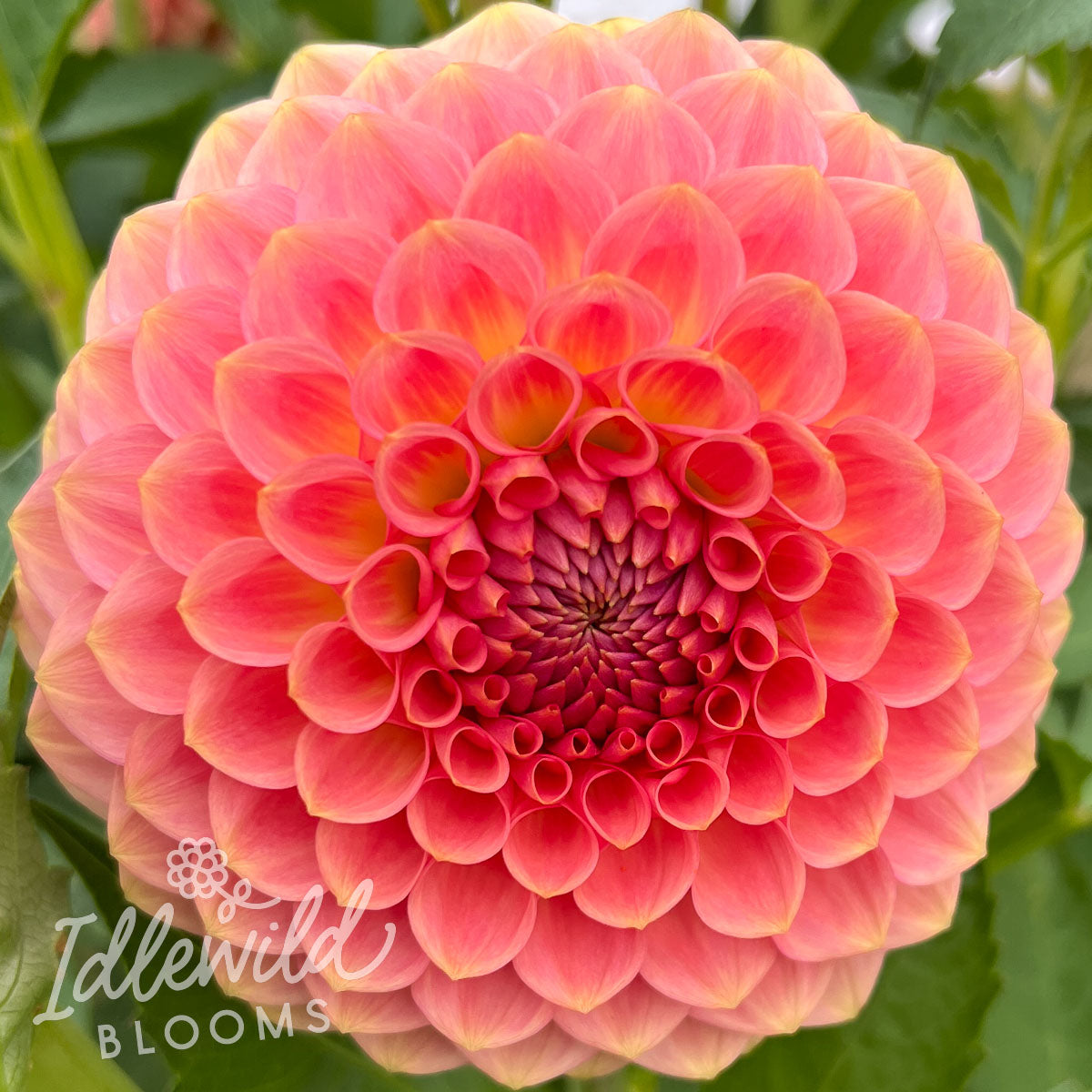 20th Ave Softer Peach dahlia bulb, 20th Ave Softer Peach dahlia flower, 20th Ave Softer Peach dahlia tuber