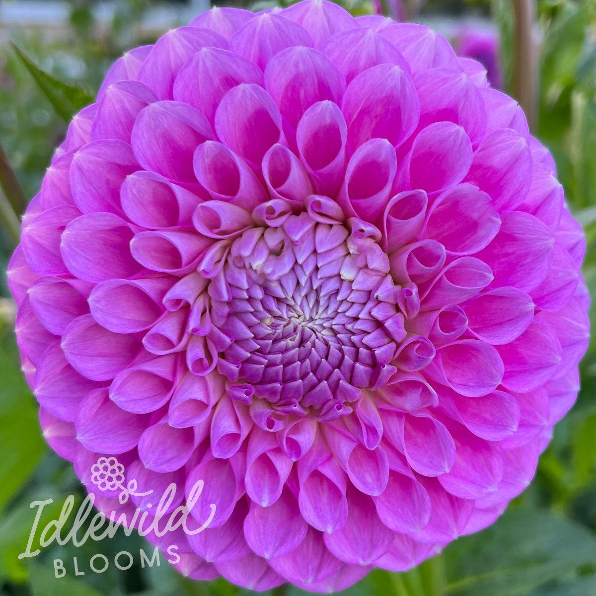 20th Ave Old Major dahlia tuber, 20th Ave Old Major dahlia bulb, 20th Ave Old Major dahlia flower