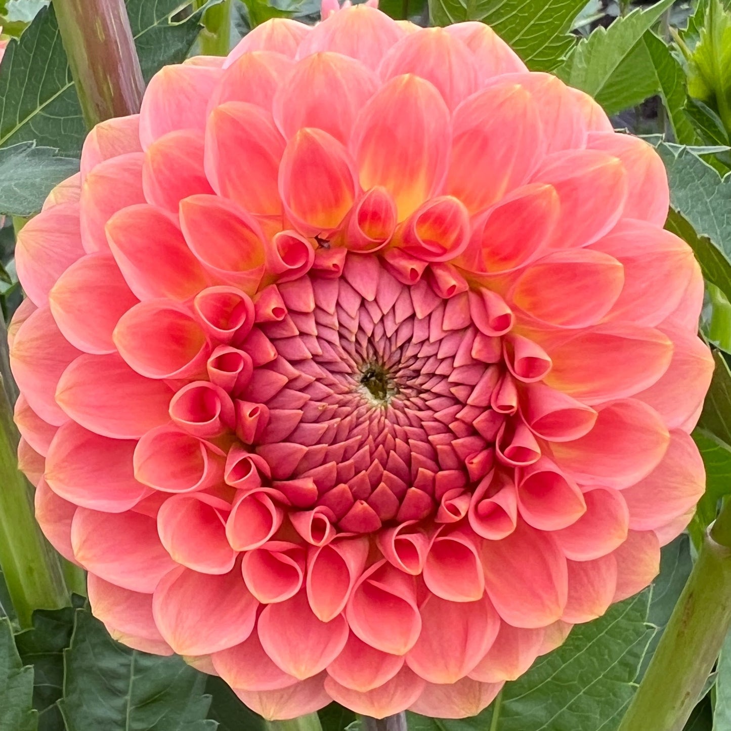 20th Ave Softer Peach dahlia tuber, 20th Ave Softer Peach dahlia bulb, 20th Ave Softer Peach dahlia flower
