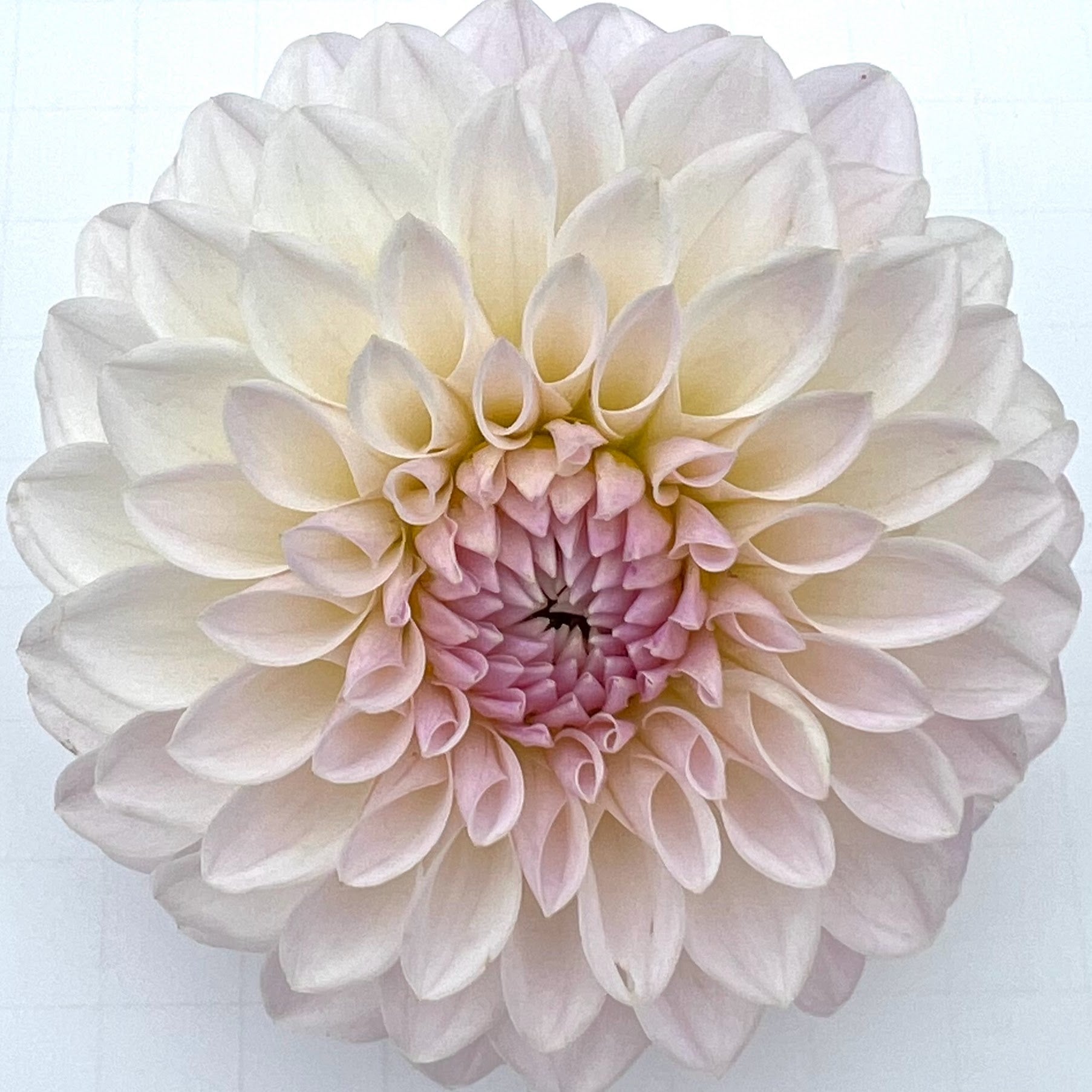 bloomquist tory p dahlia tuber bulb flower