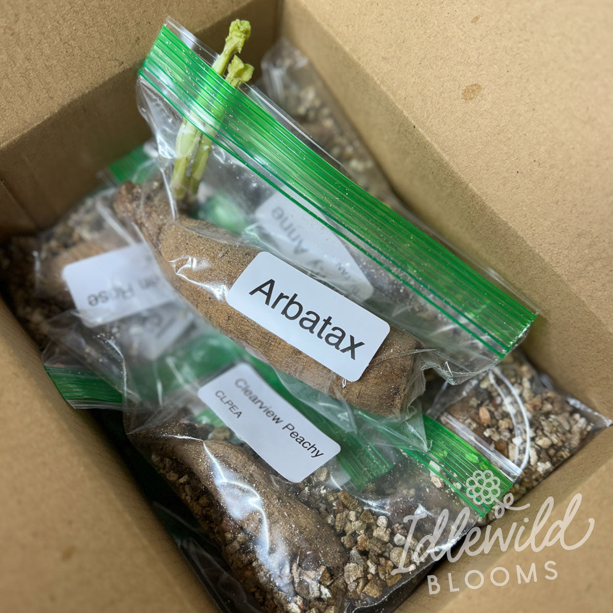 Unicorn Dahlia Surprise Box LIMIT ONE