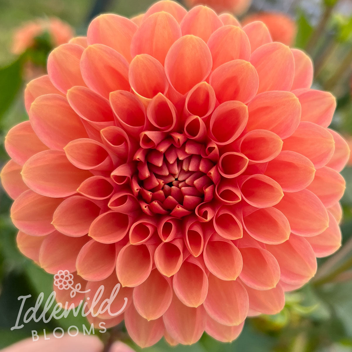 jacs allemande dahlia tuber, jacs allemande dahlia bulb, jacs allemande dahlia flower