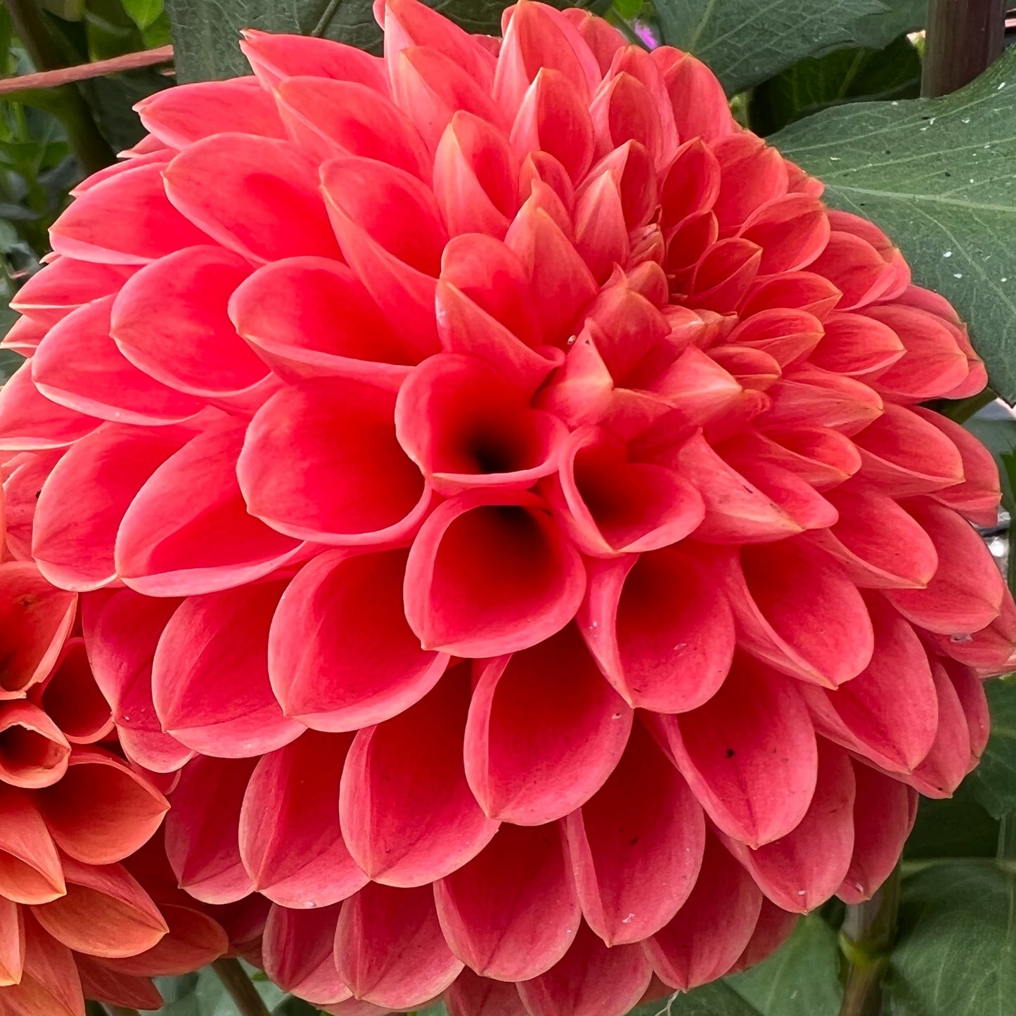 jomanda dahlia tuber bulb flower