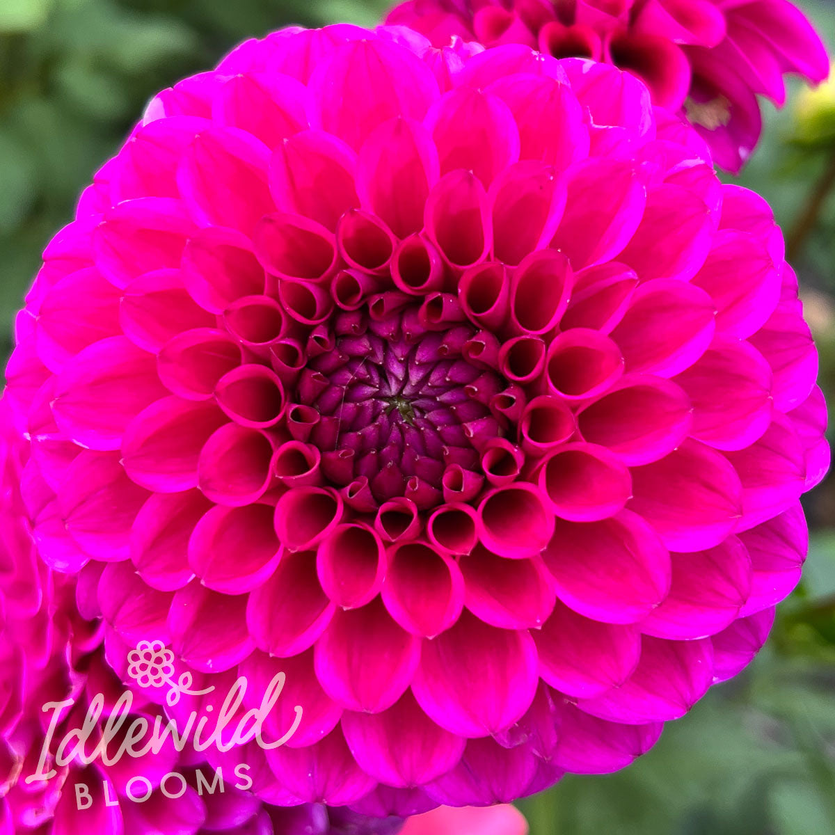 jowey nina dahlia tuber, Jowey Nina dahlia bulb, Jowey Nina dahlia flower