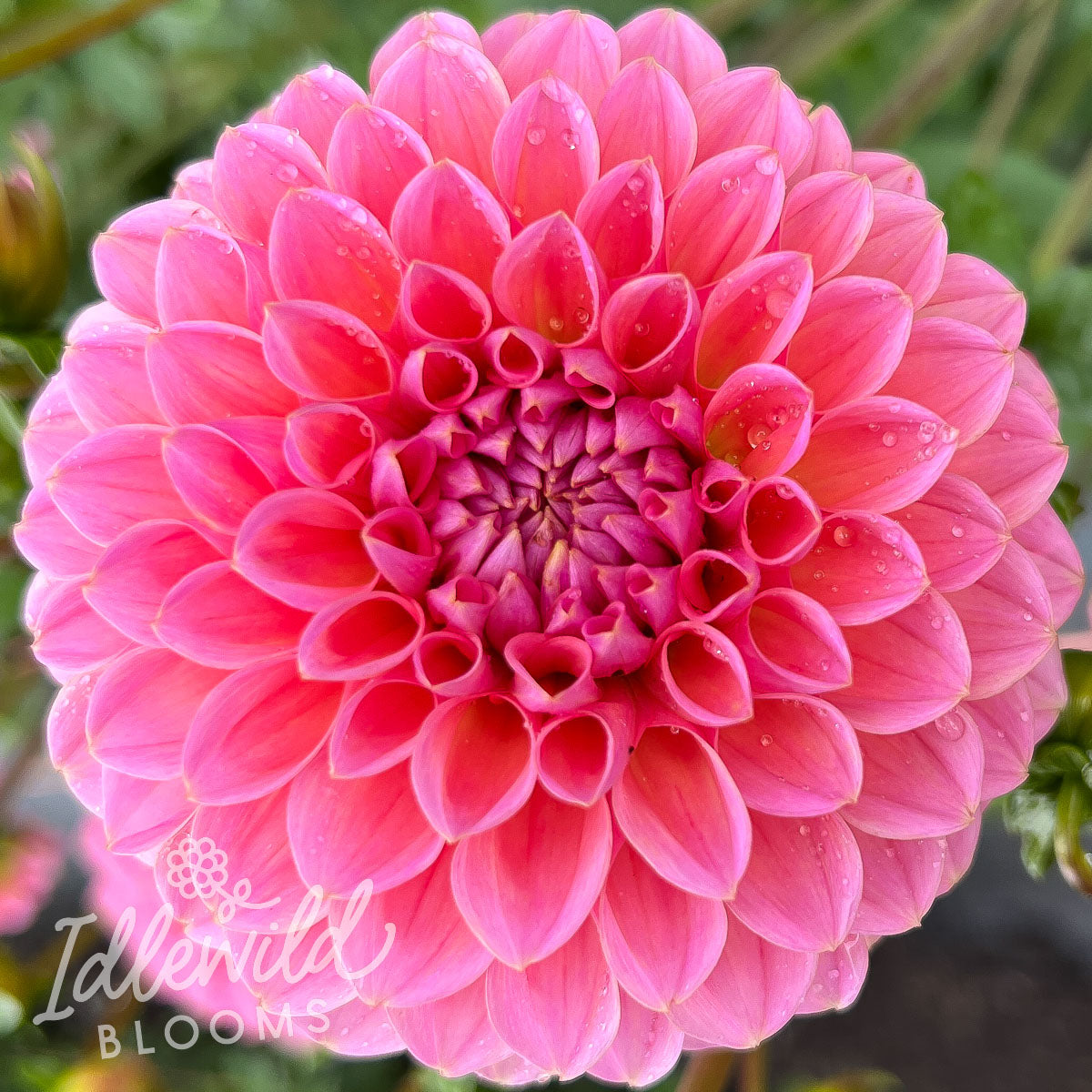 lindas baby dahlia tuber, lindas baby dahlias bulb, lindas baby dahlia flower