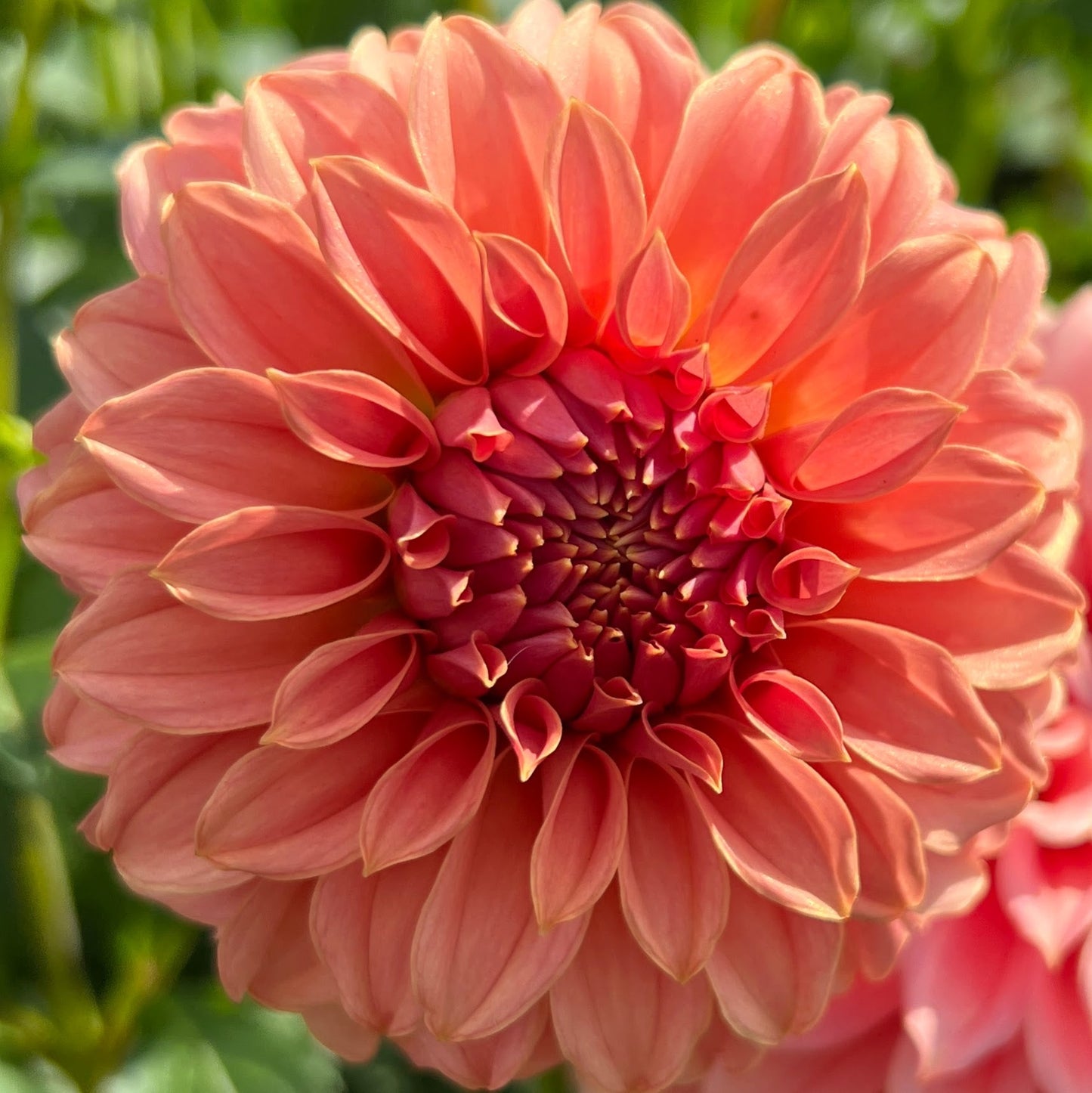PNC Peach Sport dahlia tuber, PNC Peach Sport dahlia bulb, PNC Peach Sport dahlia flower
