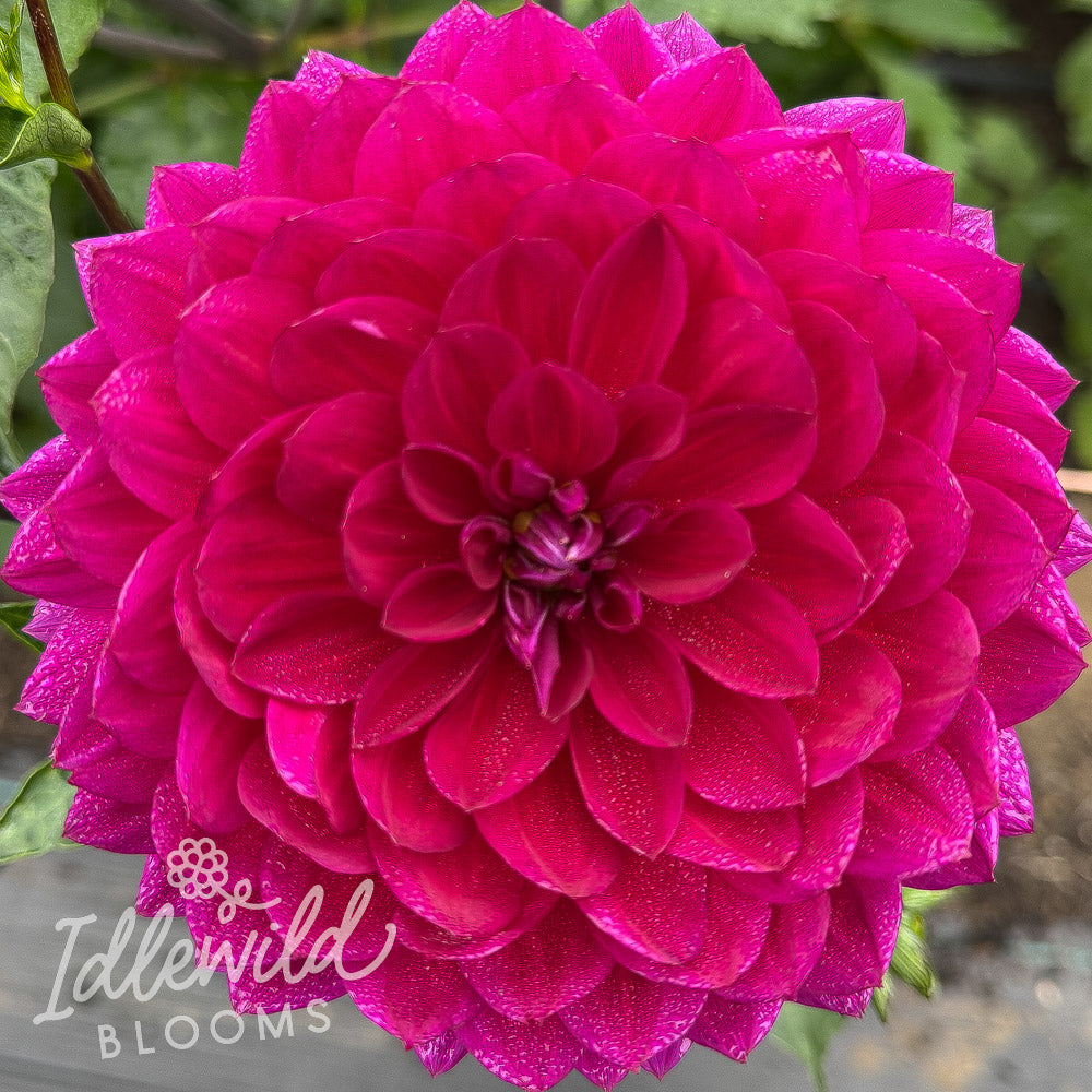 Sandia Noctourne dahlia tuber, Sandia Noctourne dahlia flower, Sandia Noctourne dahlia bulb