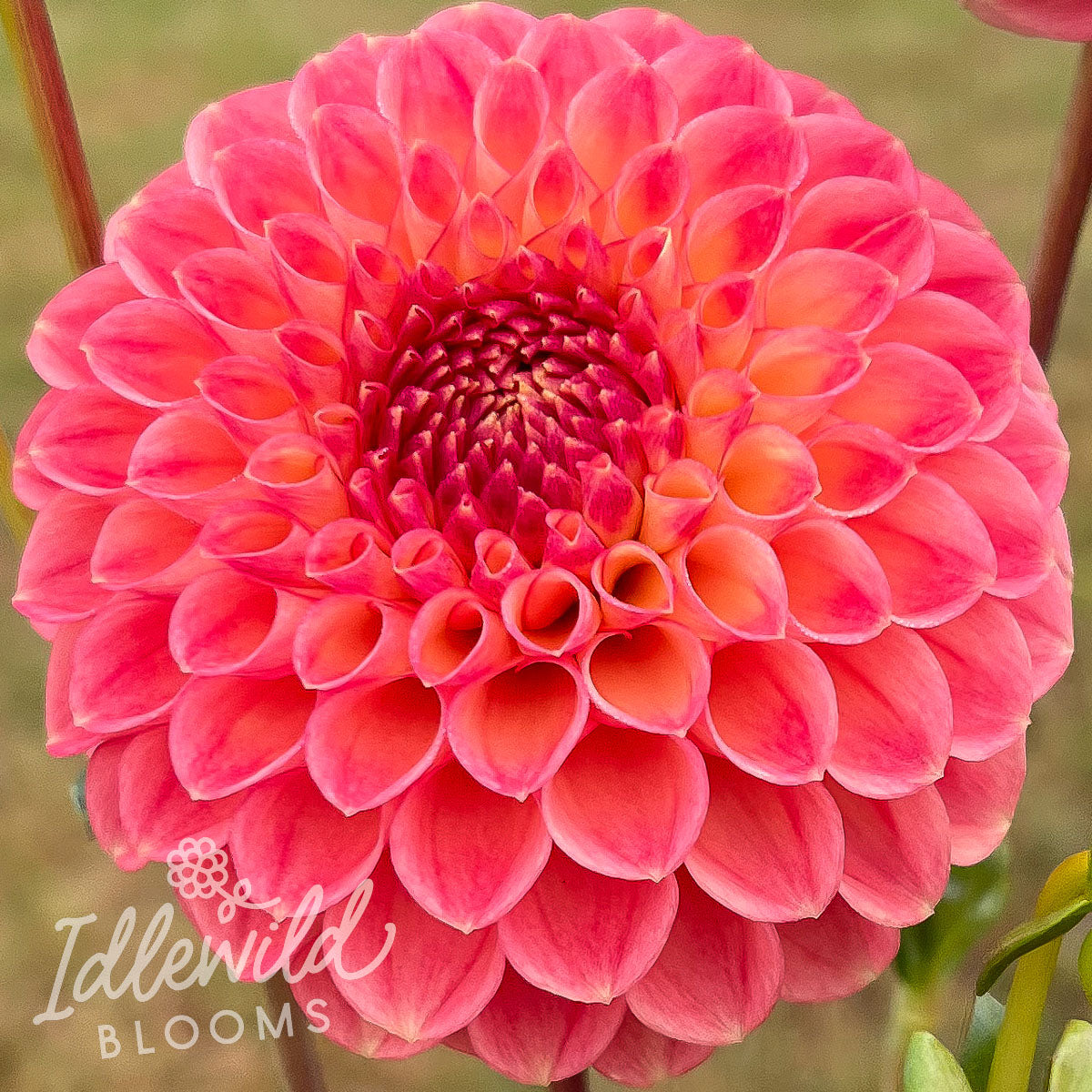 sun spot dahlia tuber, sun spot dahlia bulb, sun spot dahlia flower