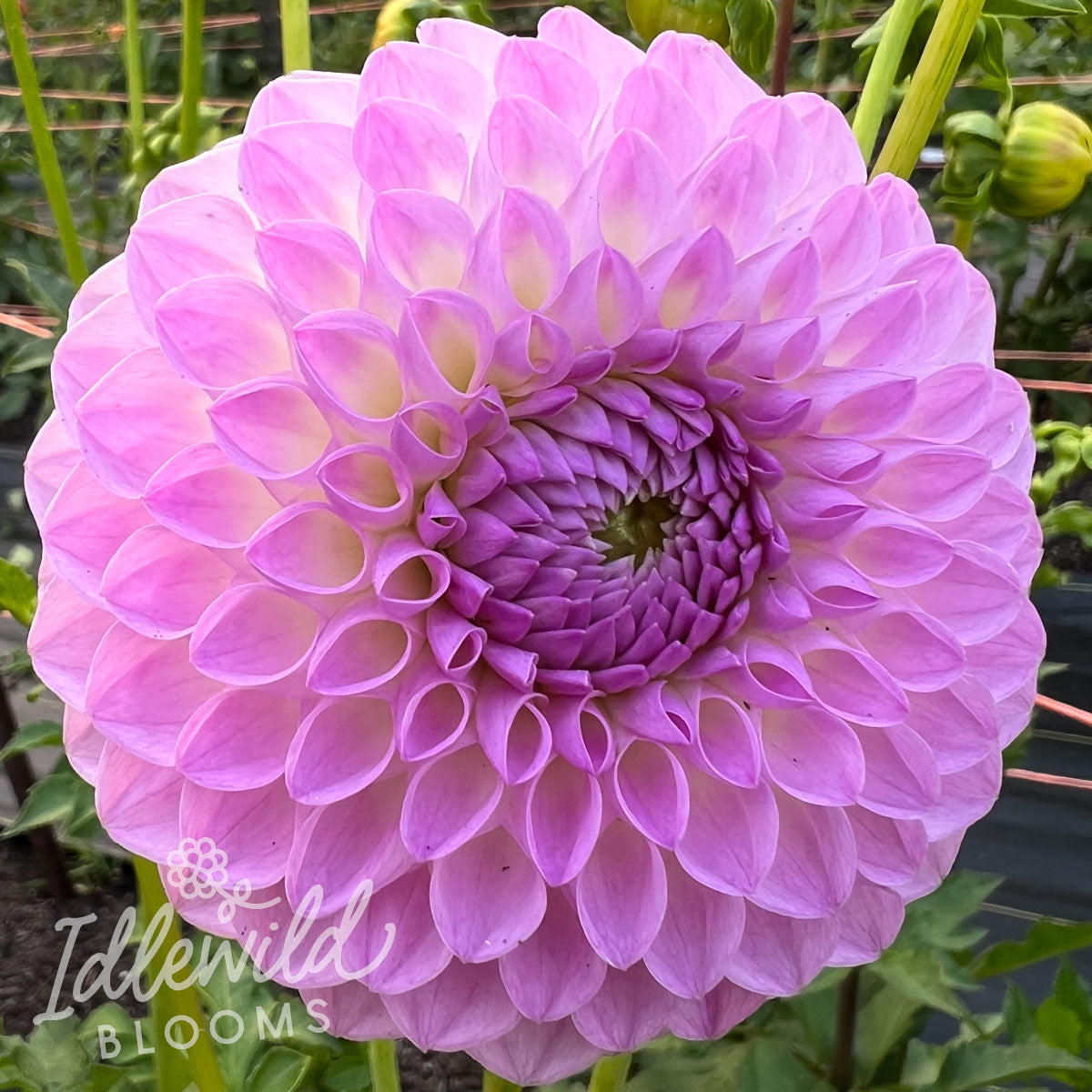 Westerton Ella Grace dahlia tuber, Westerton Ella Grace dahlia bulb, Westerton Ella Grace dahlia flower