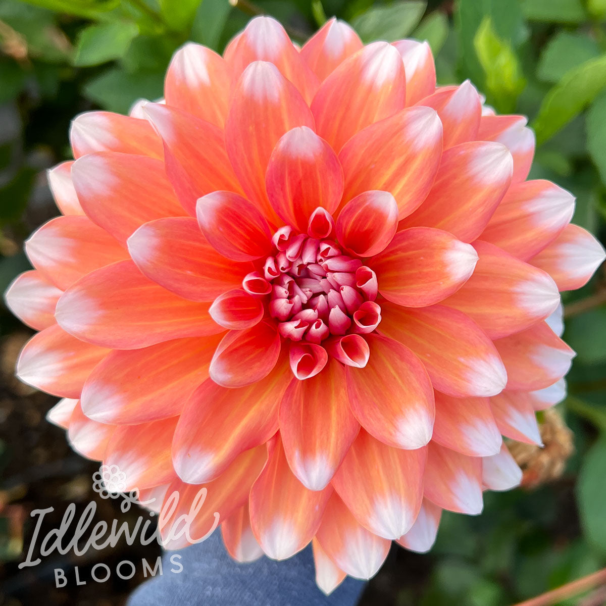 A La Mode dahlia tuber, A La Mode dahlia bulb, A La Mode dahlia flower