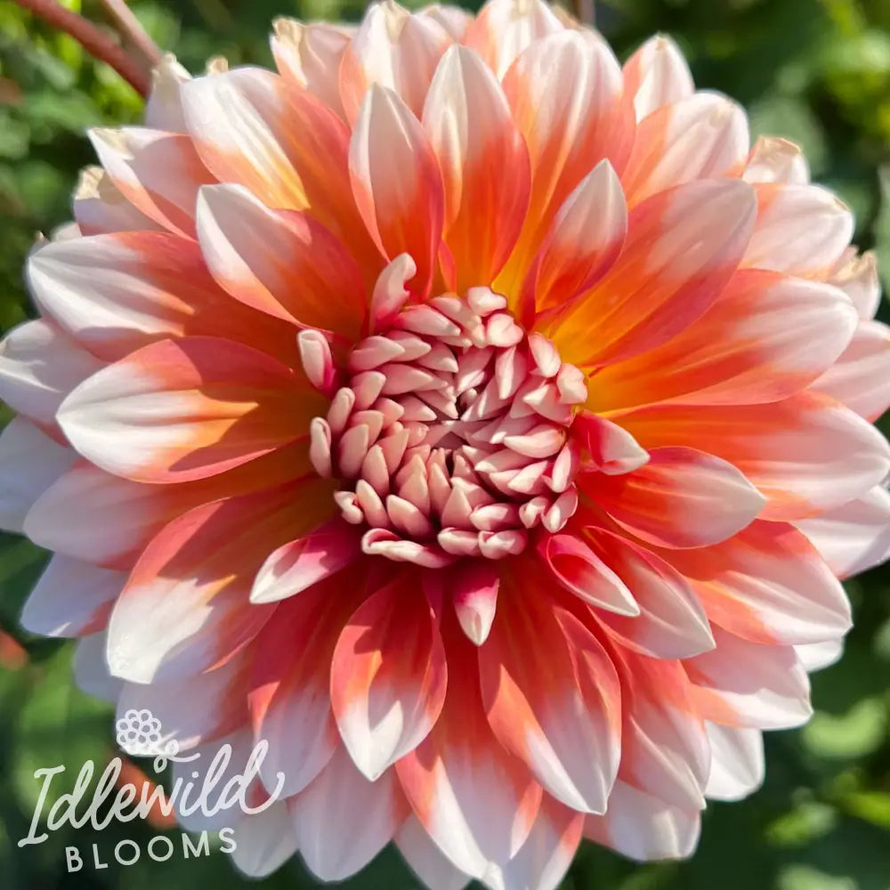 a la mode dahlia tuber, a la mode dahlia flower