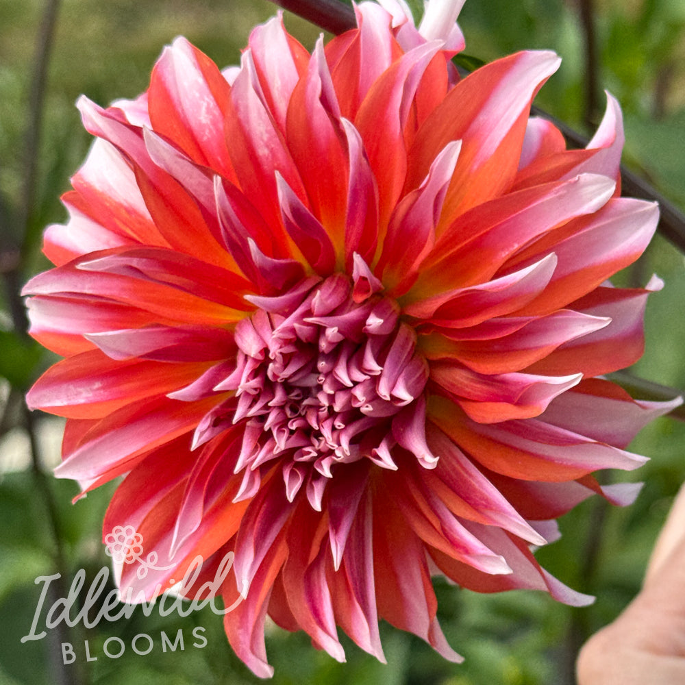 AC B&B dahlia tuber, AC B&B dahlia flower, AC B&B dahlia bulb