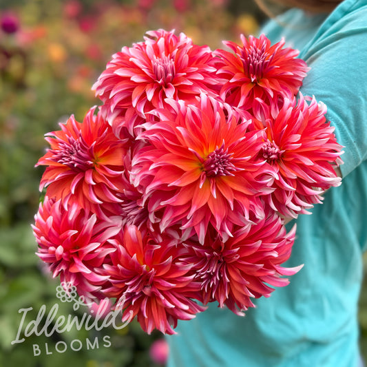 AC B&B dahlia tubers, AC B&B dahlia bouquet, AC B&B dahlia bulbs