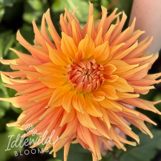 AC Ben dahlia tuber, AC Ben dahlia flower, AC Ben dahlia bulb