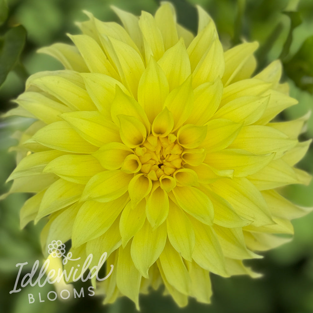 AC Golden Nickles dahlia tuber, AC Golden Nickles dahlia flower, AC Golden Nickles dahlia bulb