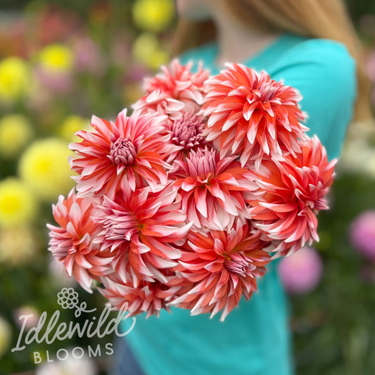 AC P dahlia bouquet, AC P dahlia tubers, AC P dahlia bulbs