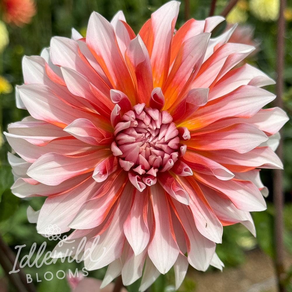ac p dahlia tuber, AC P dahlia flower, AC P dahlia bulb