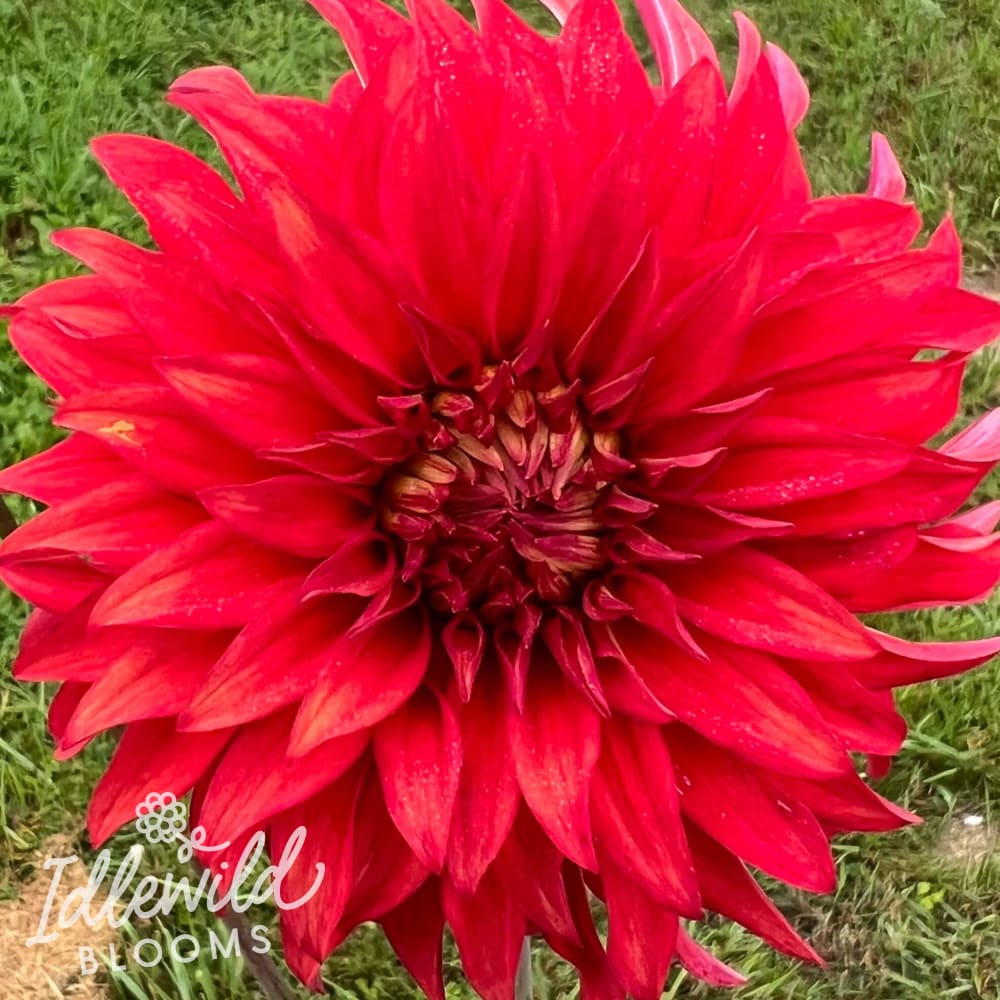 Ac Rooster Tuber