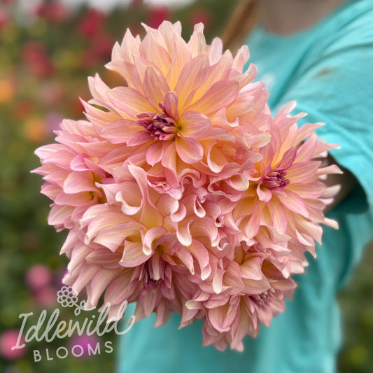 AC Twisp dahlia tubers, AC Twisp dahlia bouquet, AC Twisp dahlia bulbs
