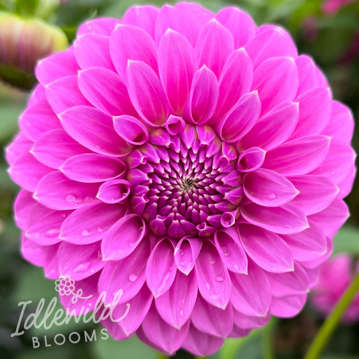 Allen's Foxy Lady dahlia tuber, Allen's Foxy Lady dahlia flower, Allen's Foxy Lady dahlia bulb