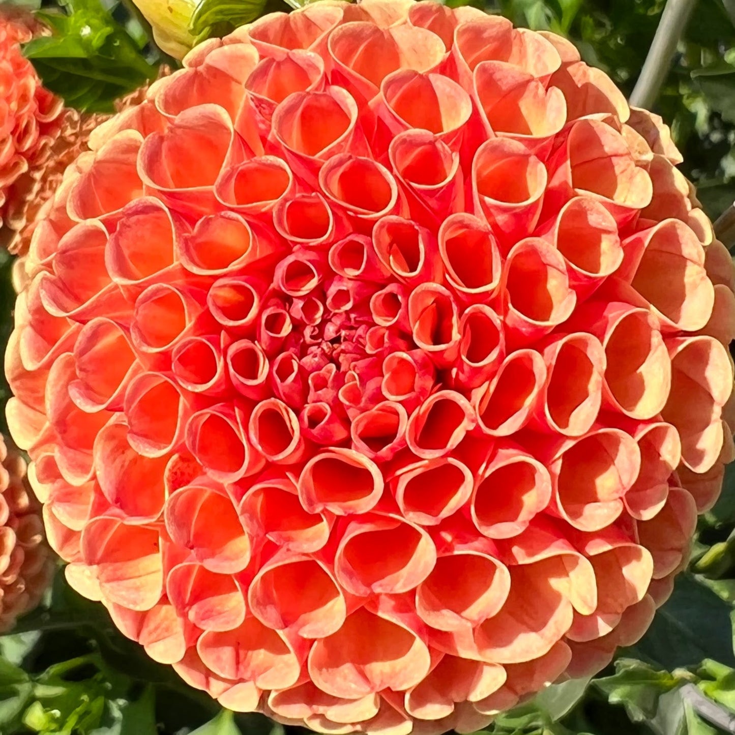 amber queen dahlia tuber bulb flower