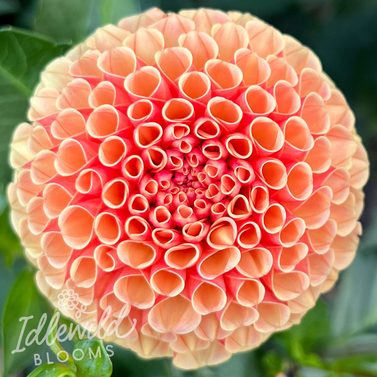Amber Queen dahlia tuber, Amber Queen dahlia bulb, Amber Queen dahlia flower
