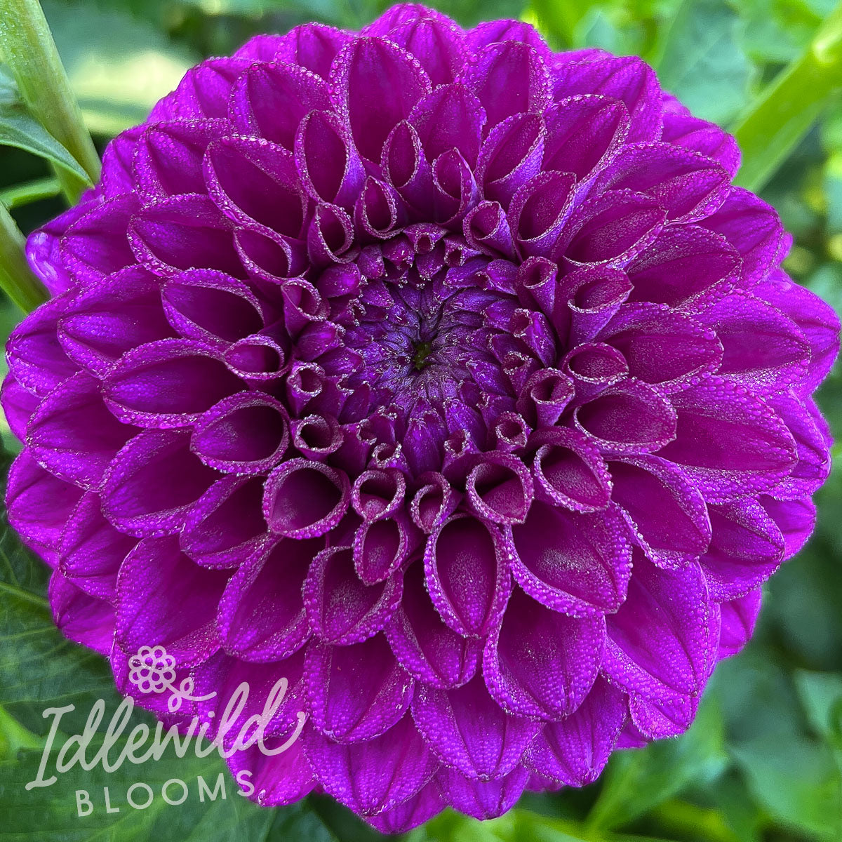 Barbarry Apache dahlia tuber, Barbarry Apache dahlia bulb, Barbarry Apache dahlia flower