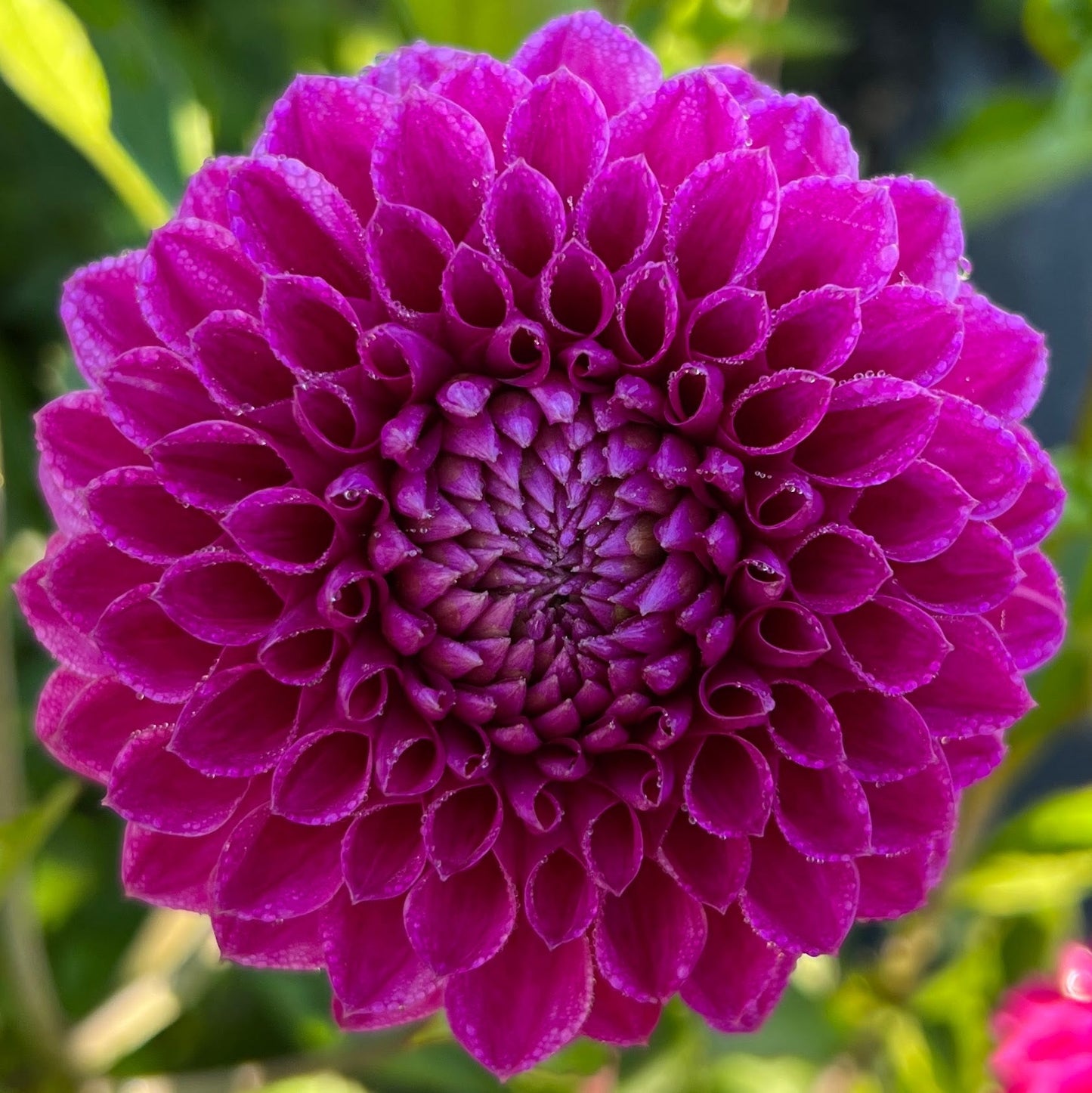 Barbarry Atlantean dahlia tuber, Barbarry Atlantean dahlia bulb, Barbarry Atlantean dahlia flower