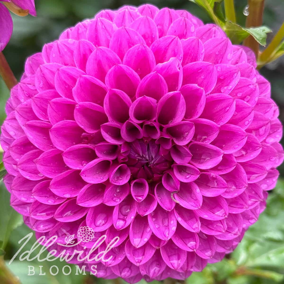 Barbarry Lace dahlia tuber, Barbarry Lace dahlia flower, Barbarry Lace dahlia bulb