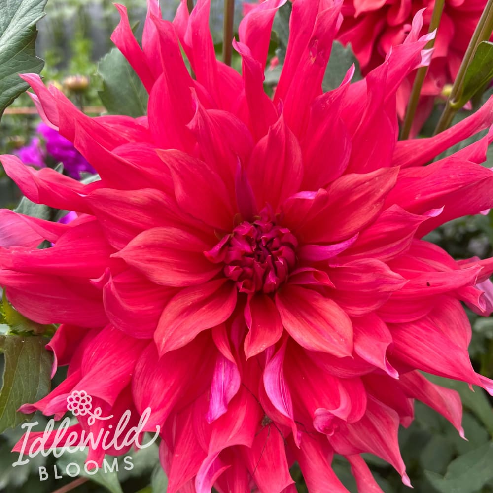 belle of barmera dahlia tuber, belle of barmera dahlia flower, belle of barmera dahlia bulb