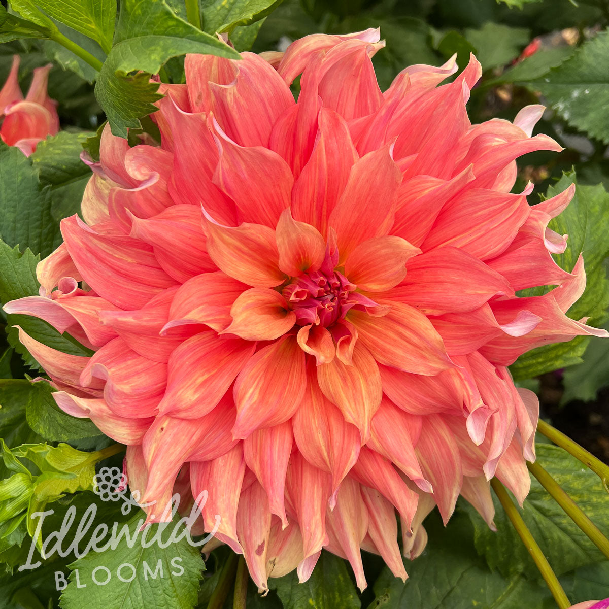Belle of Barmera dahlia tuber, Belle of Barmera dahlia flower, Belle of Barmera dahlia bulb