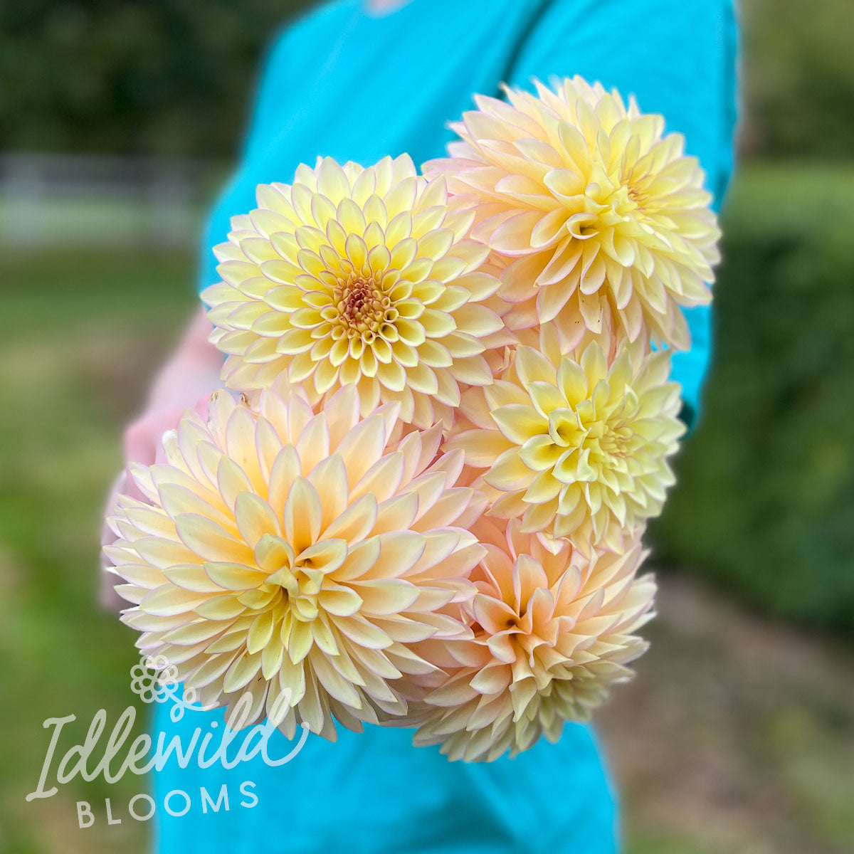 Bloomquist Blush dahlia bouquet, Bloomquist Blush dahlia flowers, Bloomquist Blush dahlia tubers, Bloomquist Blush dahlia bulbs