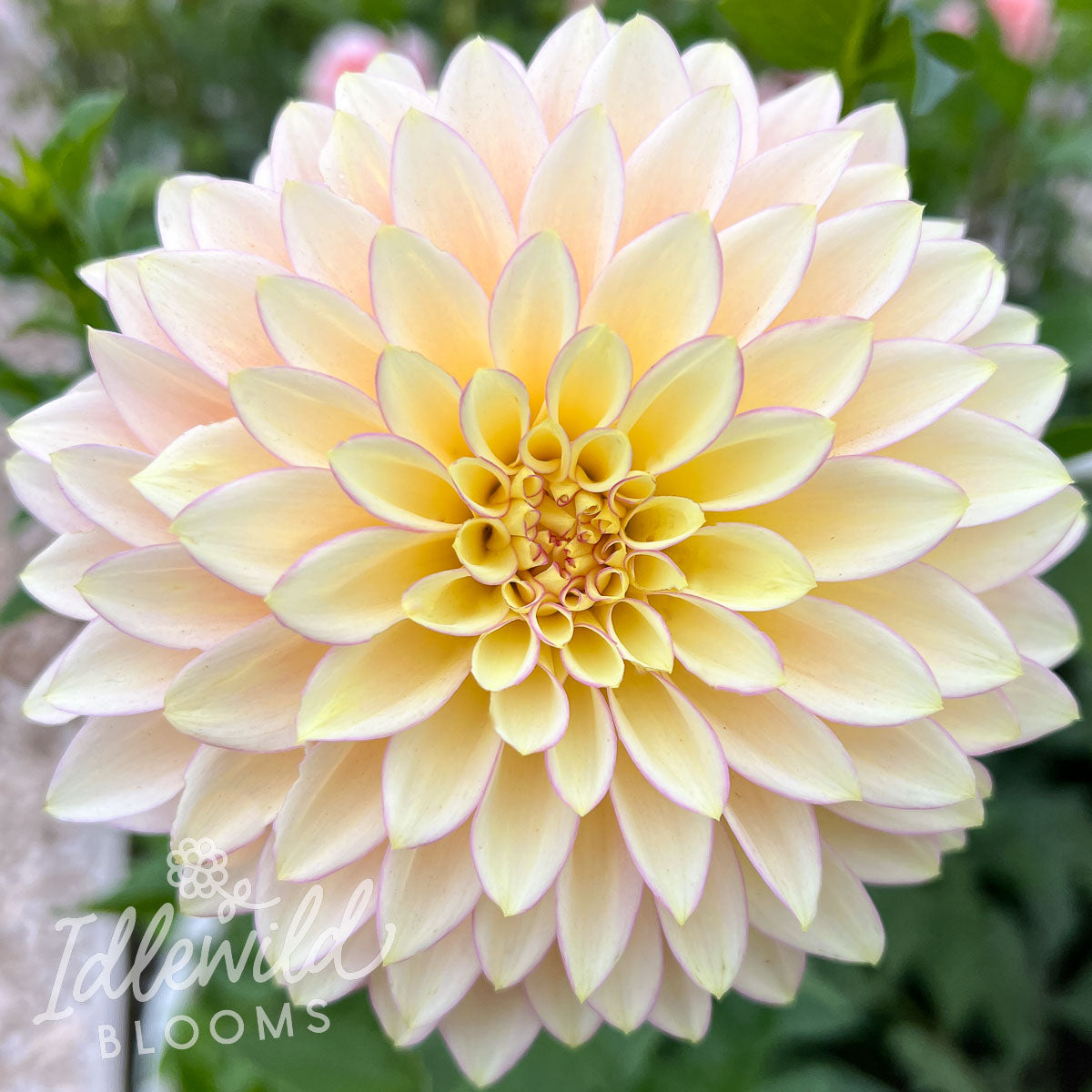 Bloomquist Blush dahlia tuber, Bloomquist Blush dahlia bulb, Bloomquist Blush dahlia flower