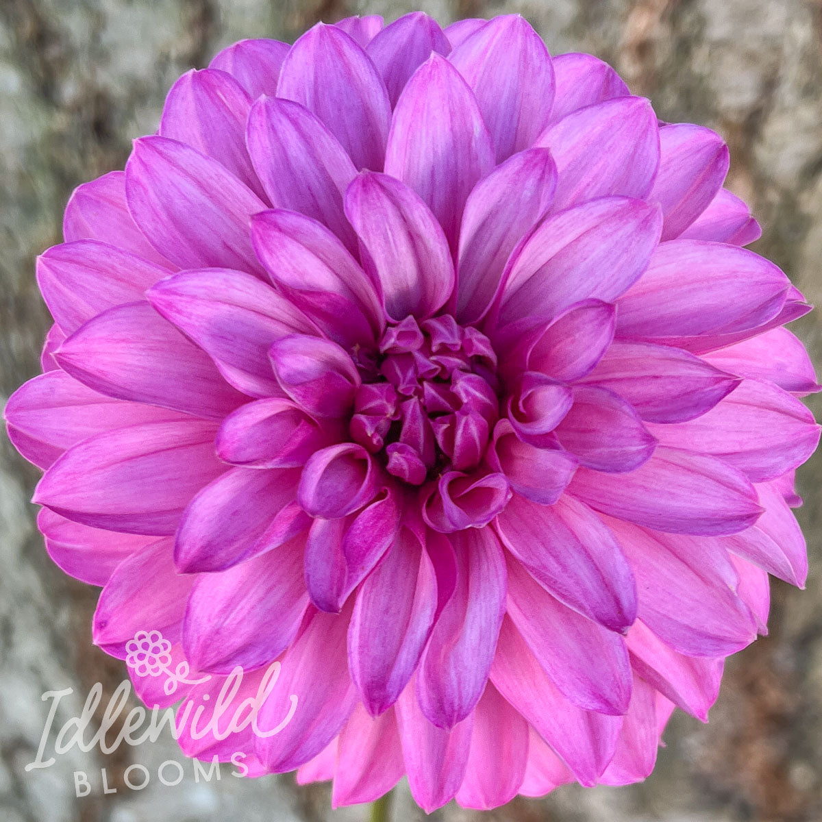 Bloomquist Bring Forth dahlia tuber, Bloomquist Bring Forth dahlia bulb, Bloomquist Bring Forth dahlia flower
