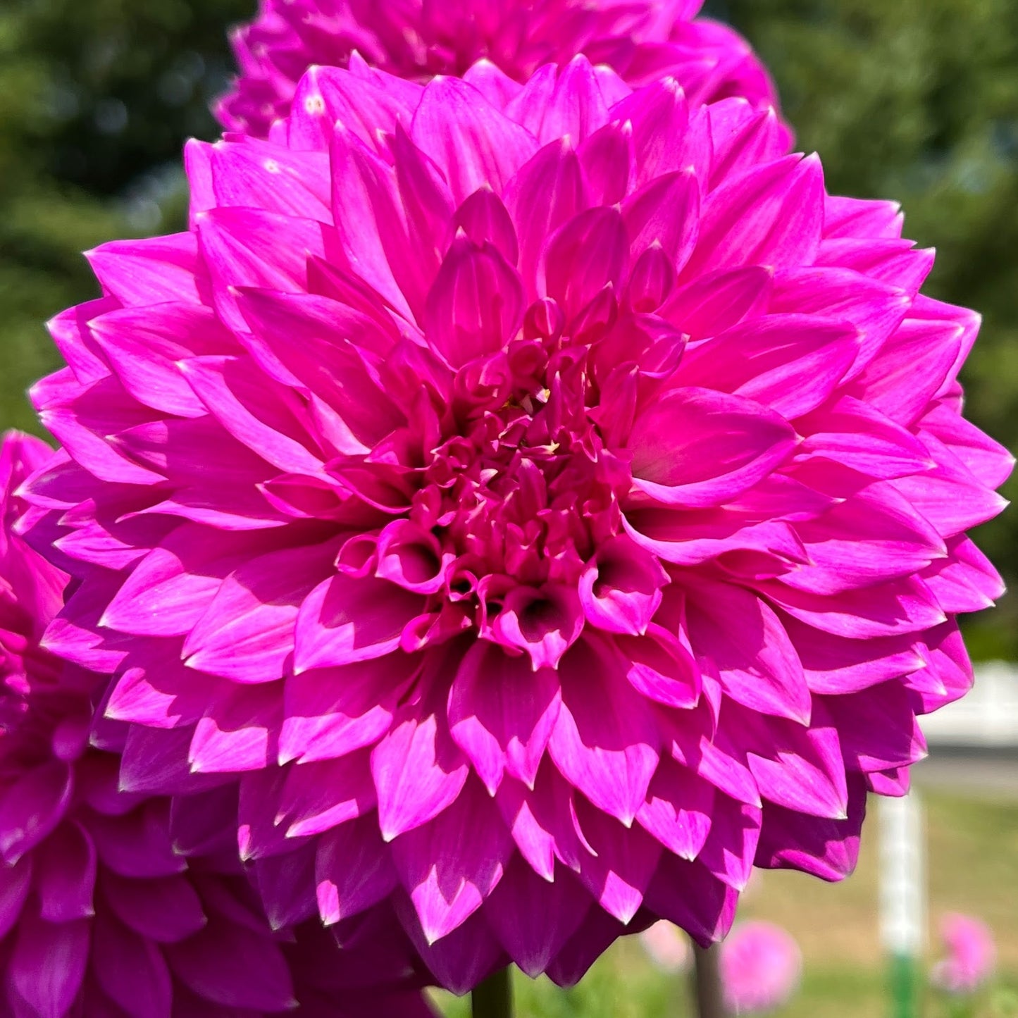Bloomquist Clear Delight dahlia tuber, Bloomquist Clear Delight dahlia bulb, Bloomquist Clear Delight dahlia flower