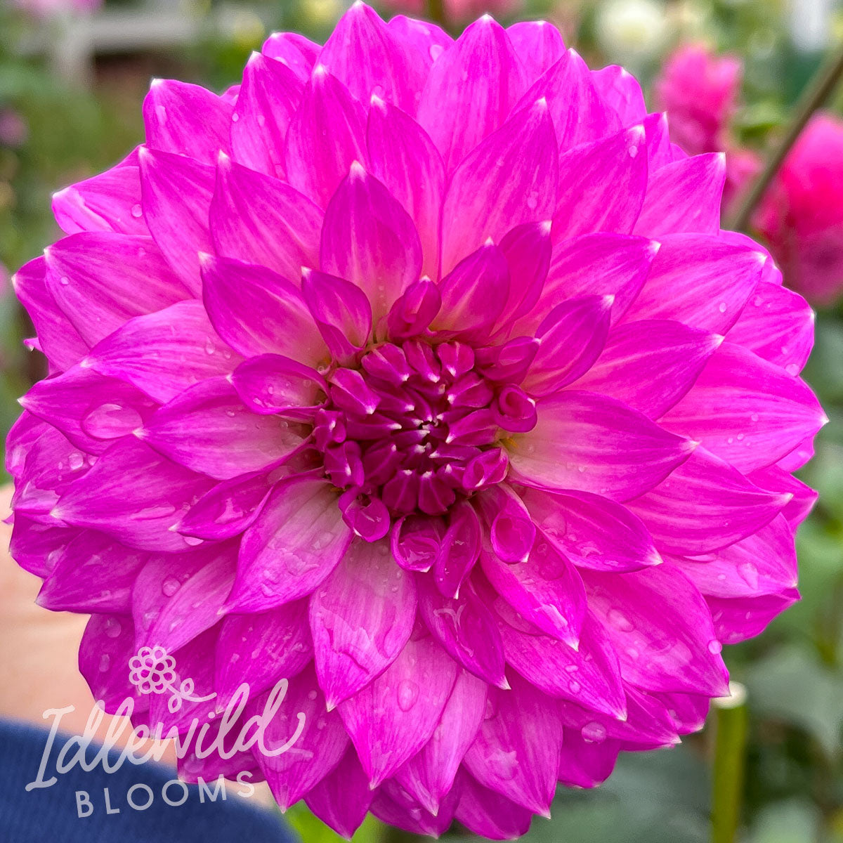 Bloomquist Clear Delight