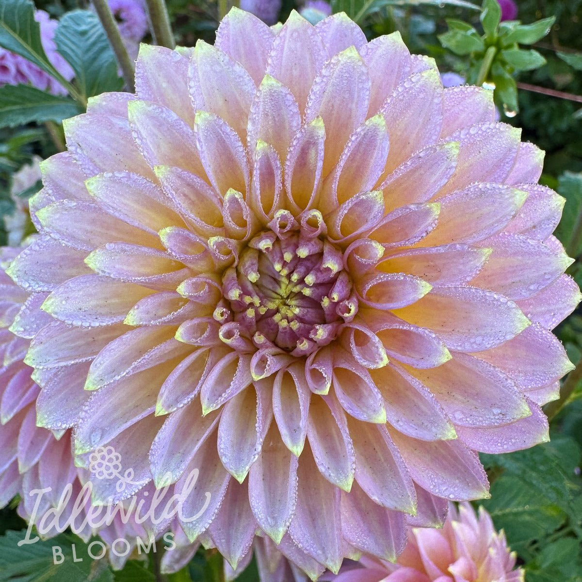 Bloomquist Essence dahlia tuber, Bloomquist Essence dahlia flower, Bloomquist Essence dahlia bulb