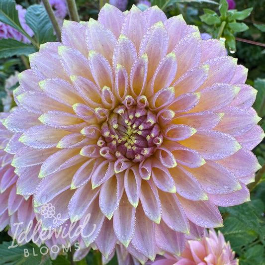 Bloomquist Essence dahlia tuber, Bloomquist Essence dahlia flower, Bloomquist Essence dahlia bulb