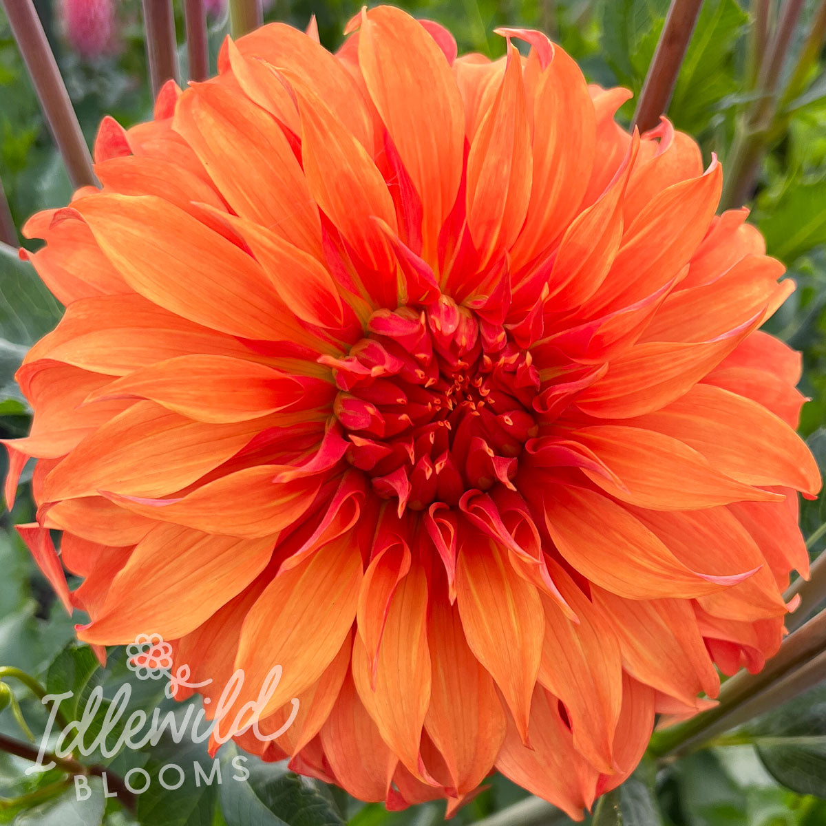 Bloomquist Jean dahlia tuber, Bloomquist Jean dahlia bulb, Bloomquist Jean dahlia flower
