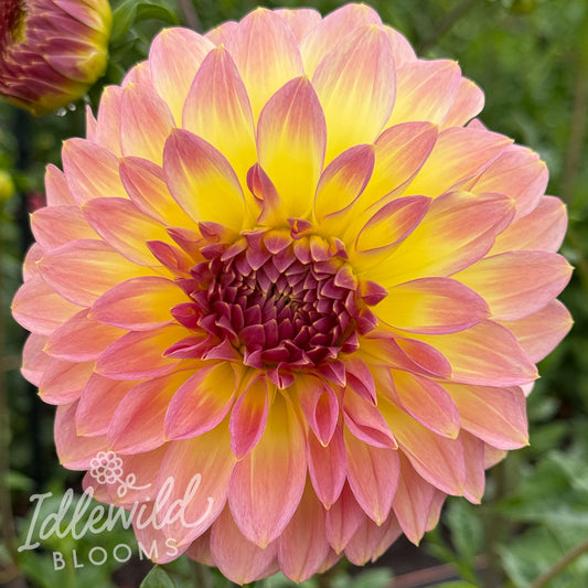 Bloomquist Jerry dahlia tuber, Bloomquist Jerry dahlia flower, Bloomquist Jerry dahlia bulb