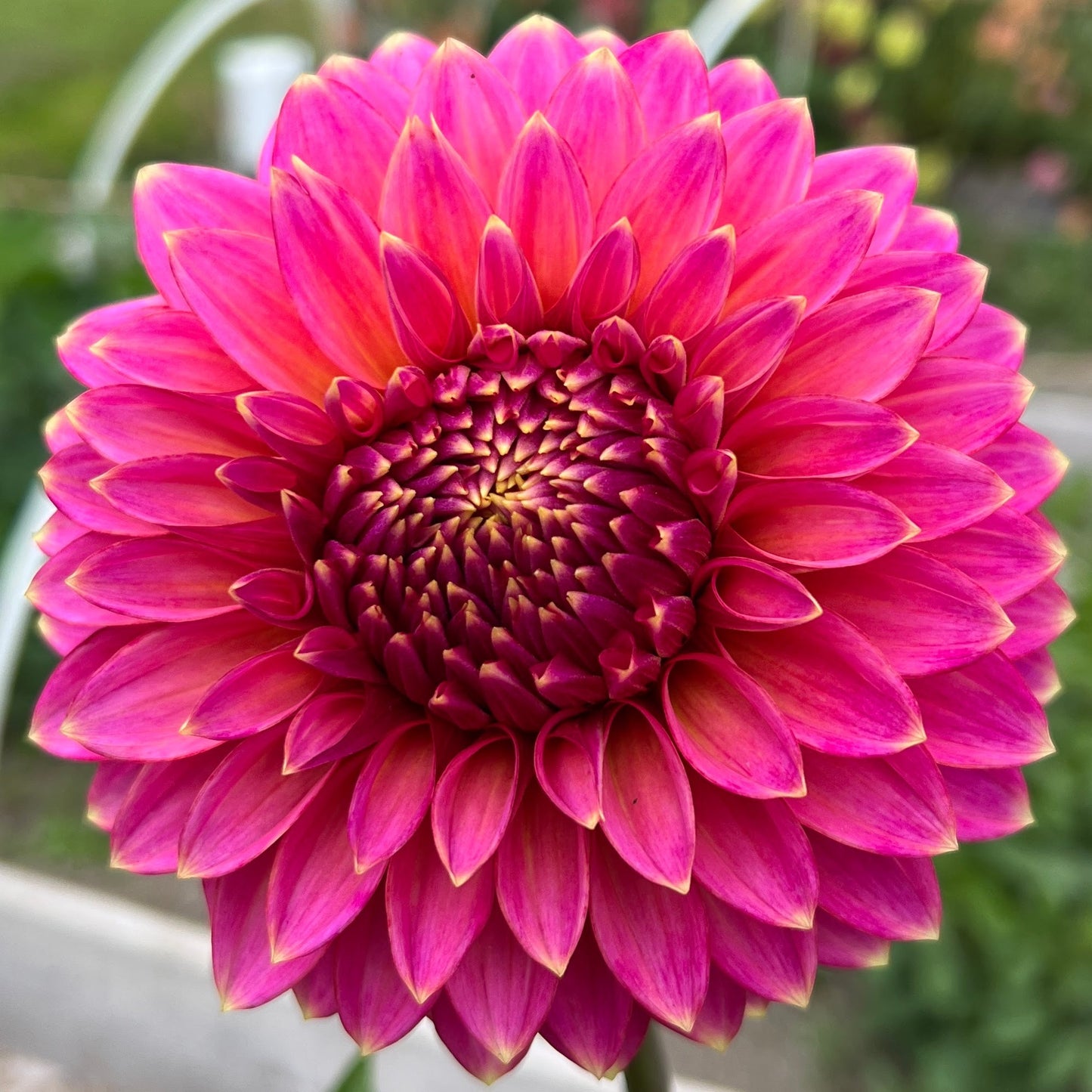 Bloomquist Mojo dahlia tuber, Bloomquist Mojo dahlia bulb, Bloomquist Mojo dahlia flower