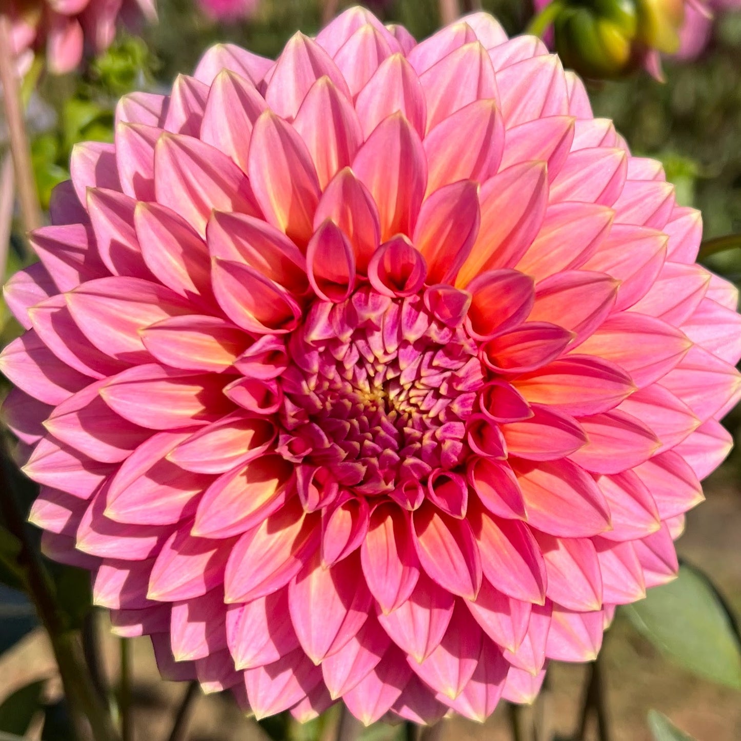 bloomquist mojo dahlia tuber bulb flower