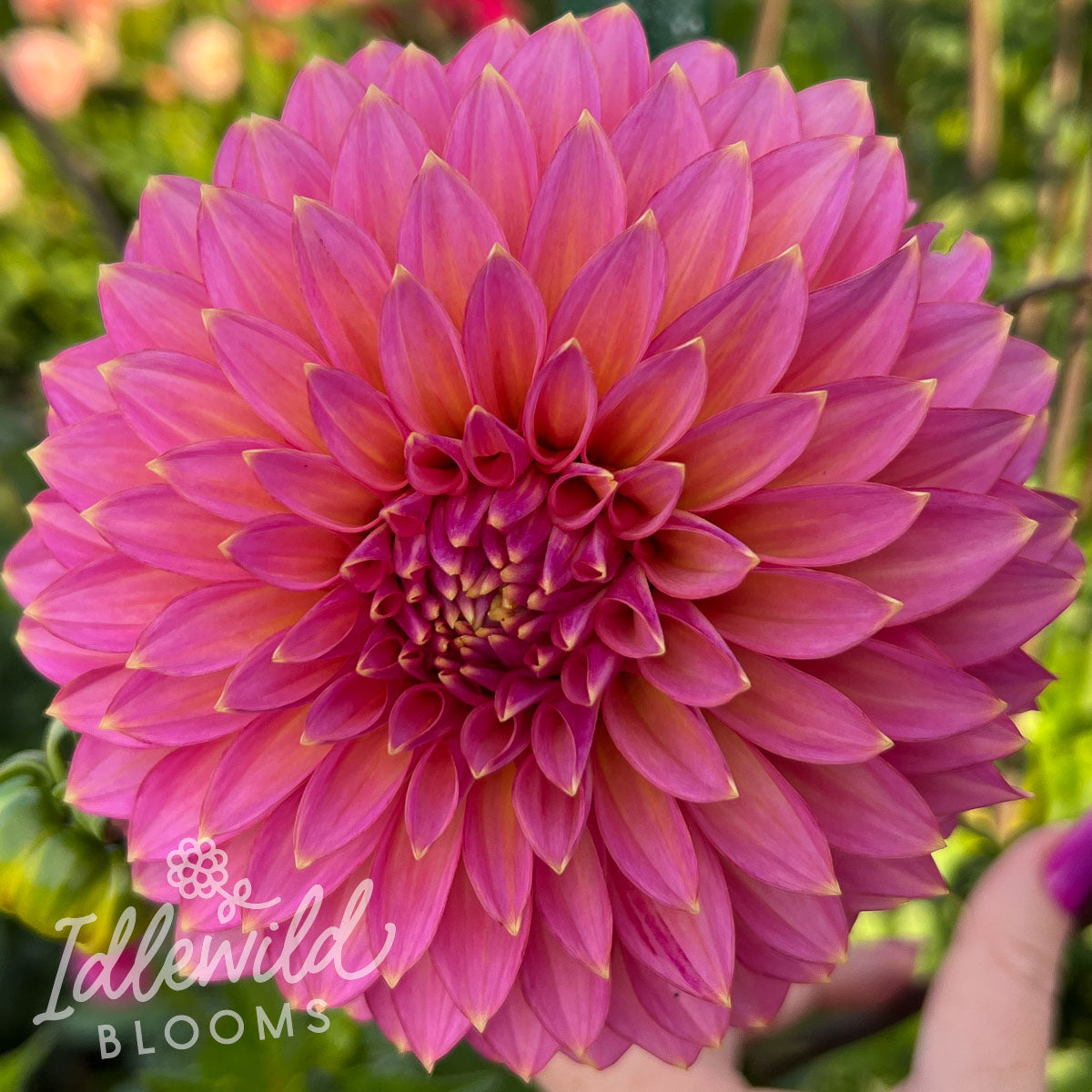 Bloomquist Mojo dahlia flower, Bloomquist Mojo dahlia bulb, Bloomquist Mojo dahlia tuber