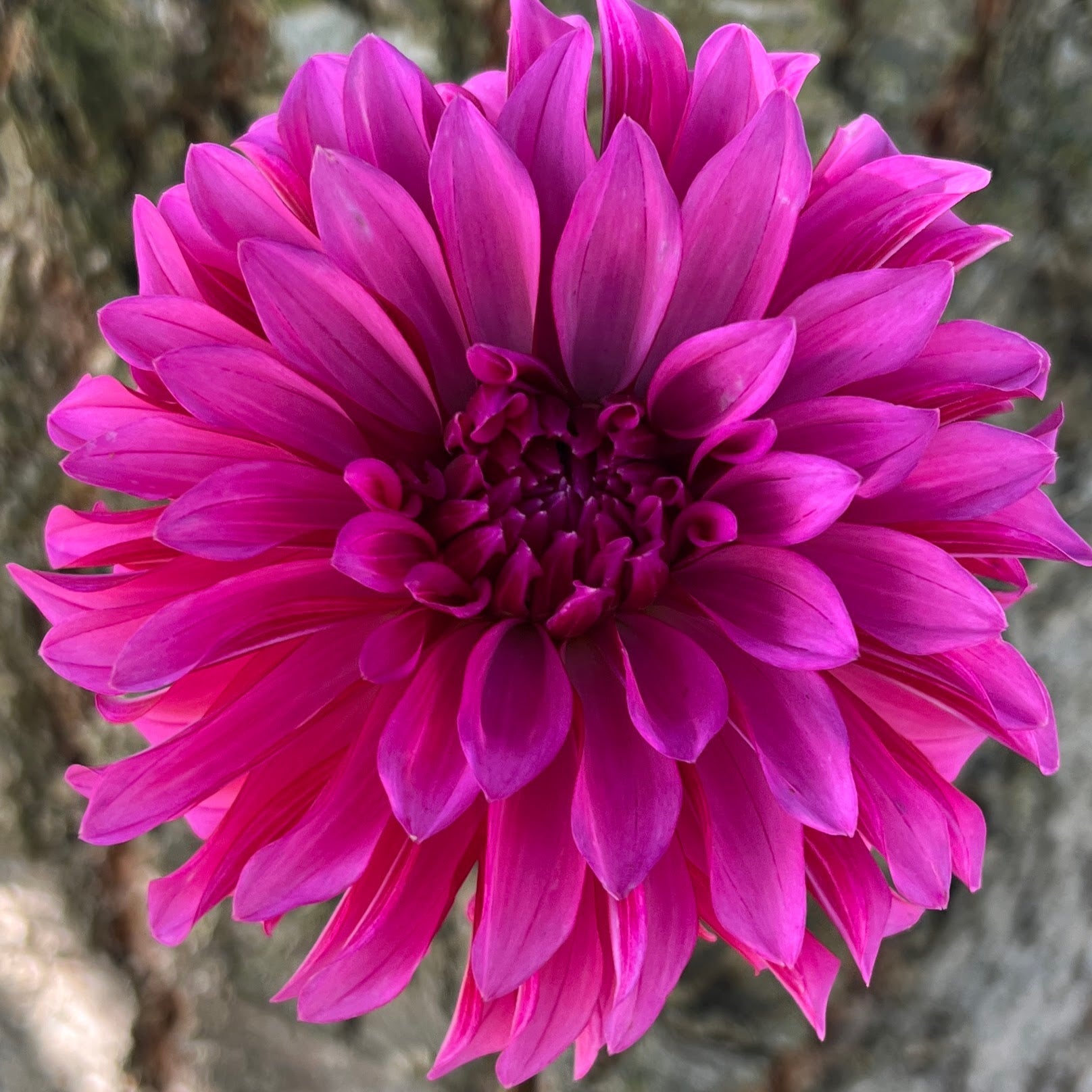 Bloomquist Pinwheel dahlia tuber, Bloomquist Pinwheel dahlia bulb, Bloomquist Pinwheel dahlia flower