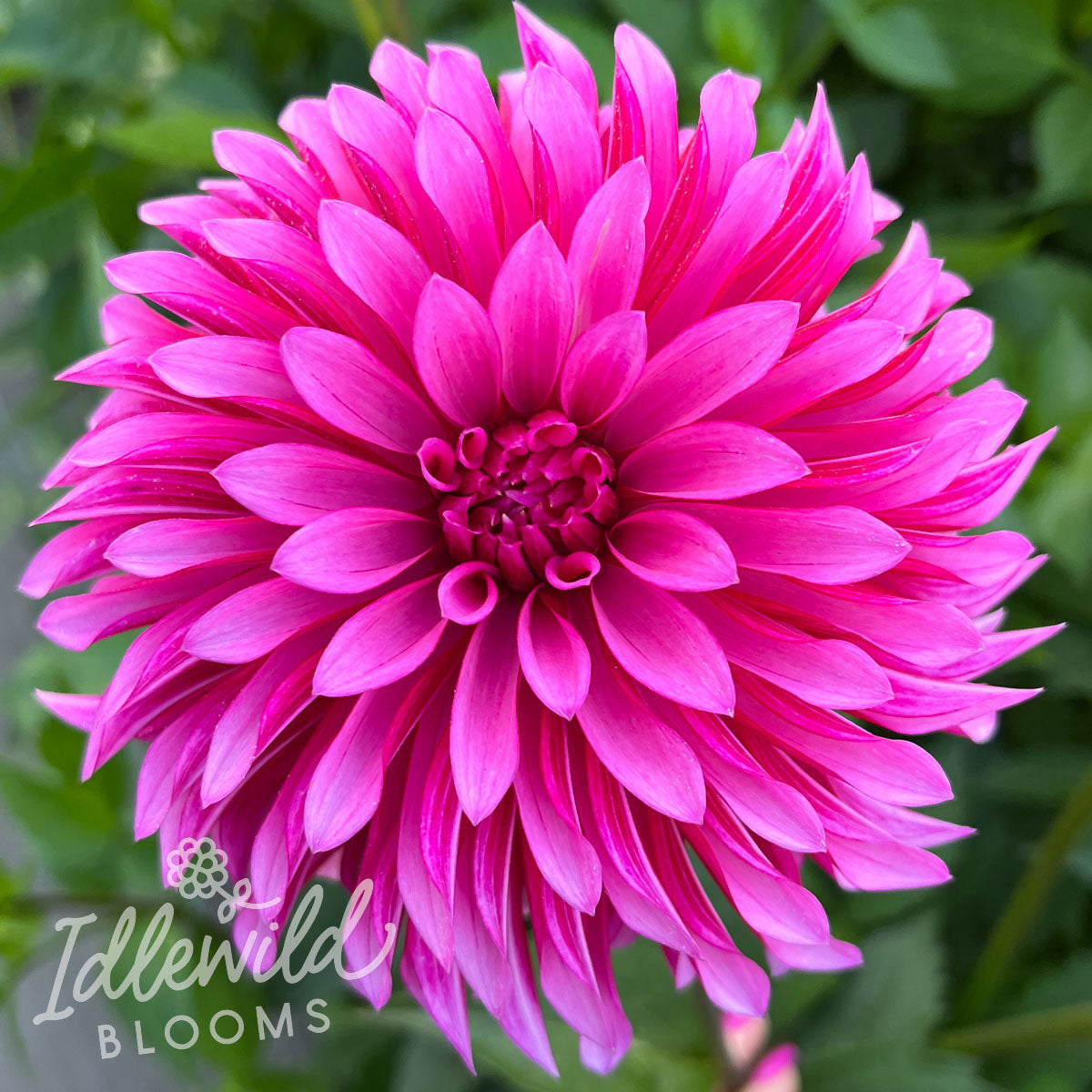 Bloomquist Pinwheel dahlia tuber, Bloomquist Pinwheel dahlia bulb, Bloomquist Pinwheel dahlia flower