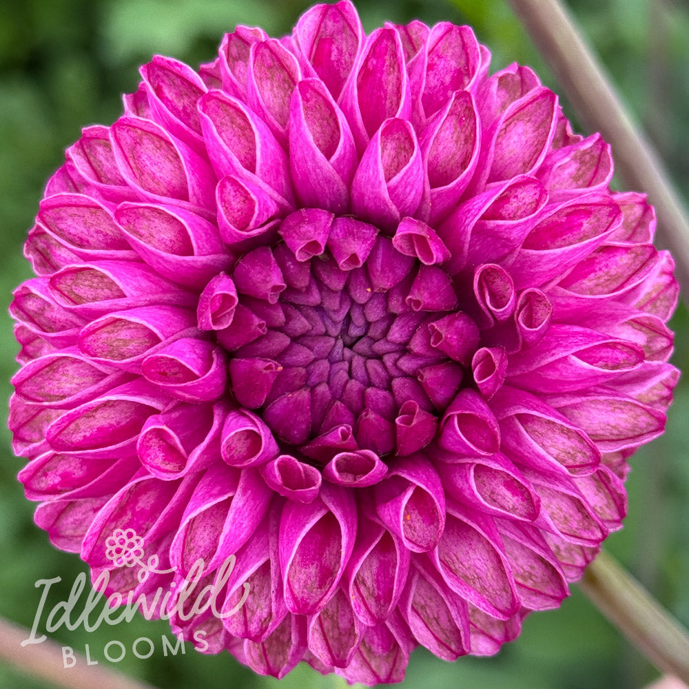 Bloomquist Refreshing dahlia tuber, Bloomquist Refreshing dahlia flower, Bloomquist Refreshing dahlia bulb