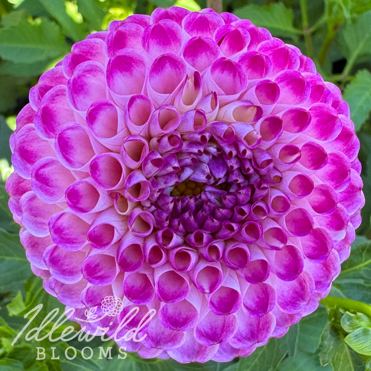 Bloomquist Yea dahlia tuber, Bloomquist Yea dahlia bulb, Bloomquist Yea dahlia flower