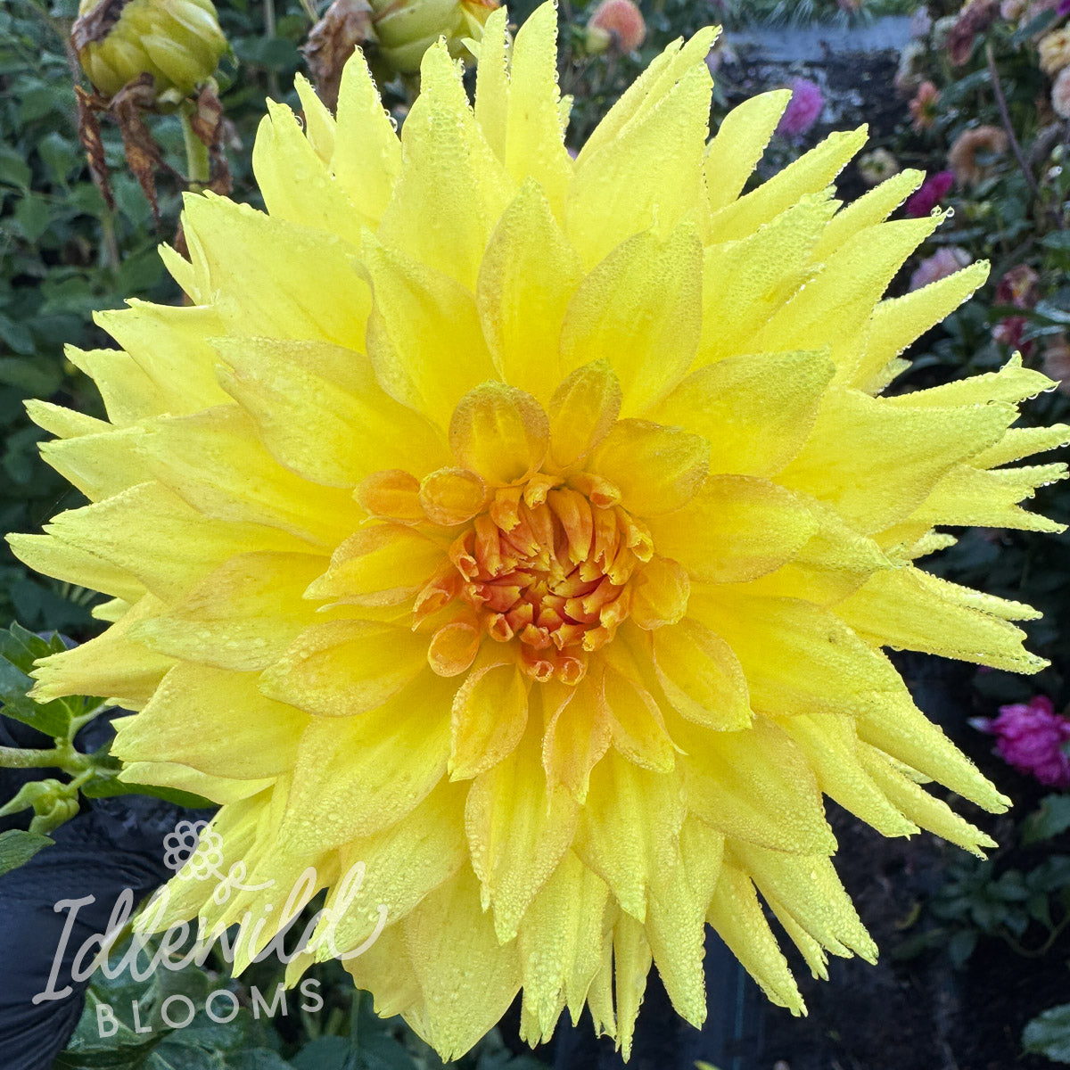 Bo-De-O dahlia tuber, Bo-De-O dahlia flower, Bo-De-O dahlia bulb